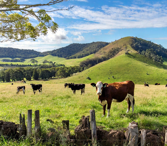 Grass-fed Australian Premium Beef